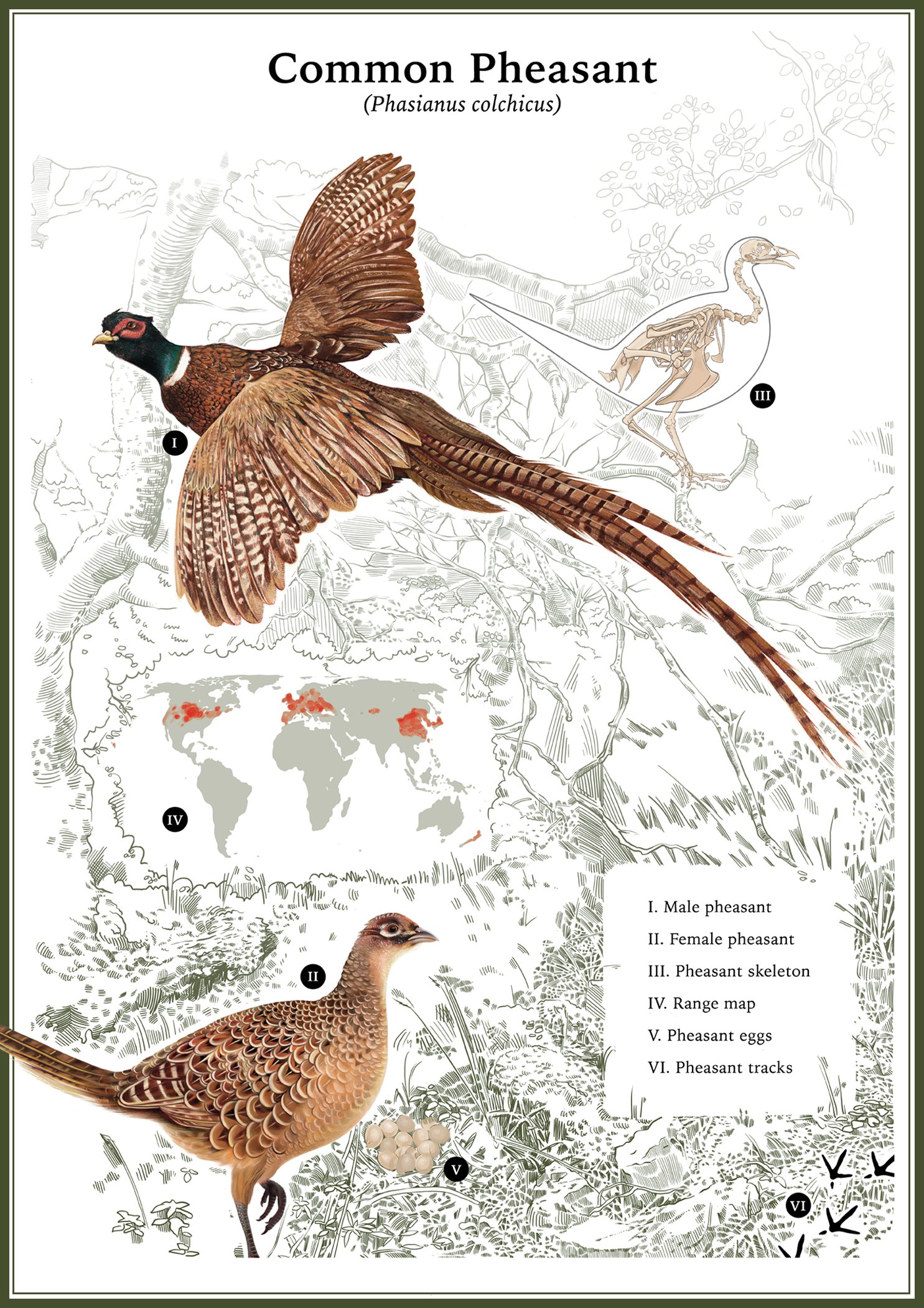Common Pheasant Poster
