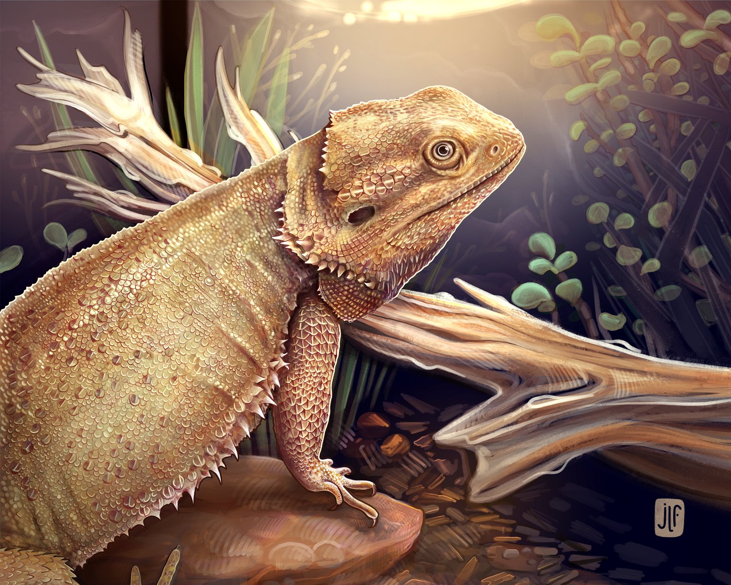 BeardedDragon_10x8-web.jpg