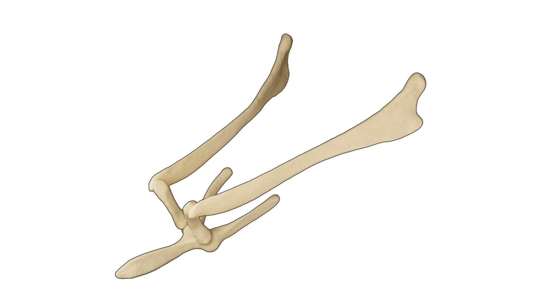 3D model of a horse hyoid apparatus