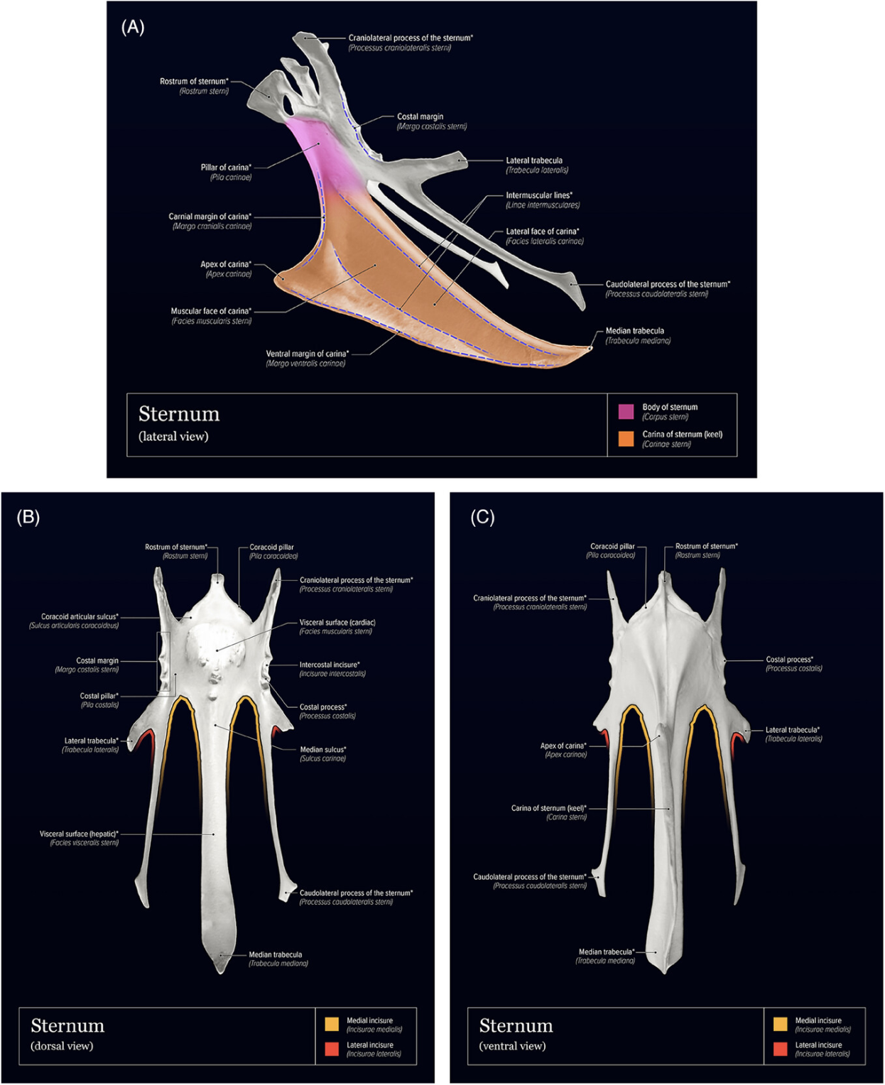 Chicken anatomy figure