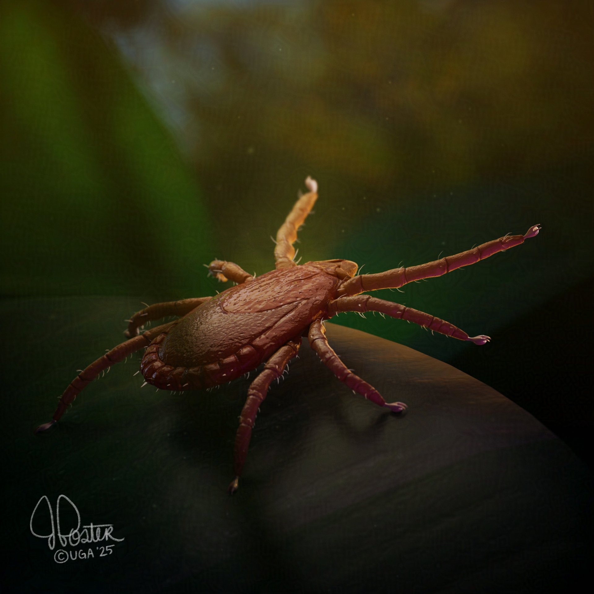 Rabbit tick model created for an educational VR experience. Tools: ZBrush for modeling and retopology, Cinema 4D for clean UVs and rendering, Substance Painter for texturing, Photoshop and After Effects for post processing