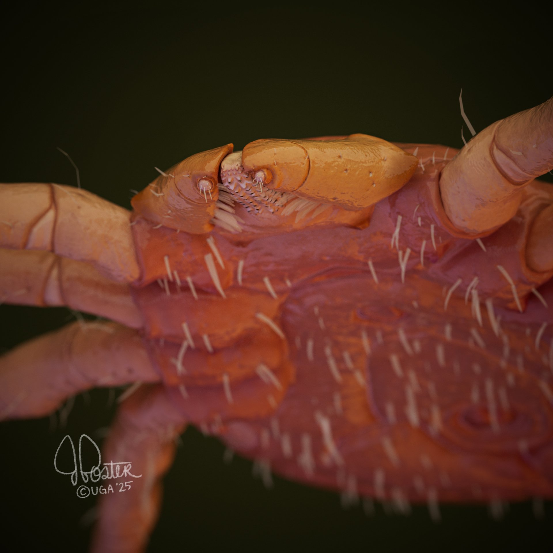 Close up of 3D sculpted rabbit tick mouth.