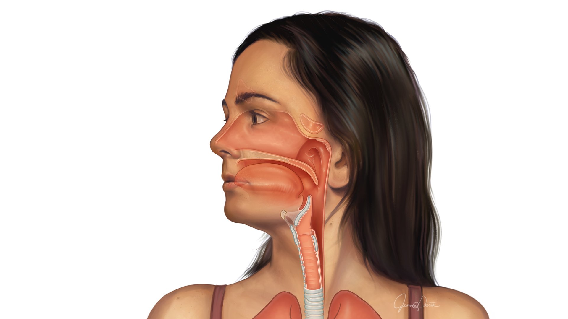 Upper Respiratory Anatomy