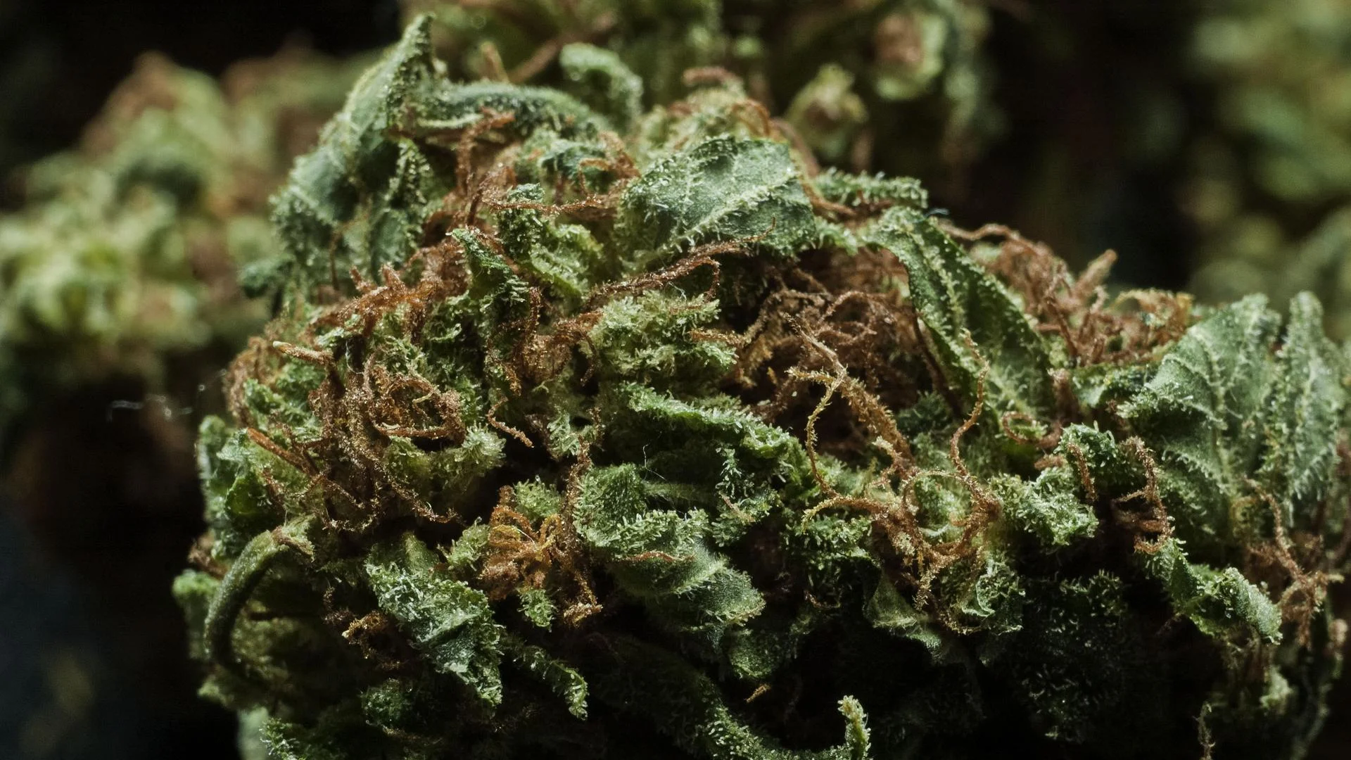 budswallpaper020_1920x1080.jpg