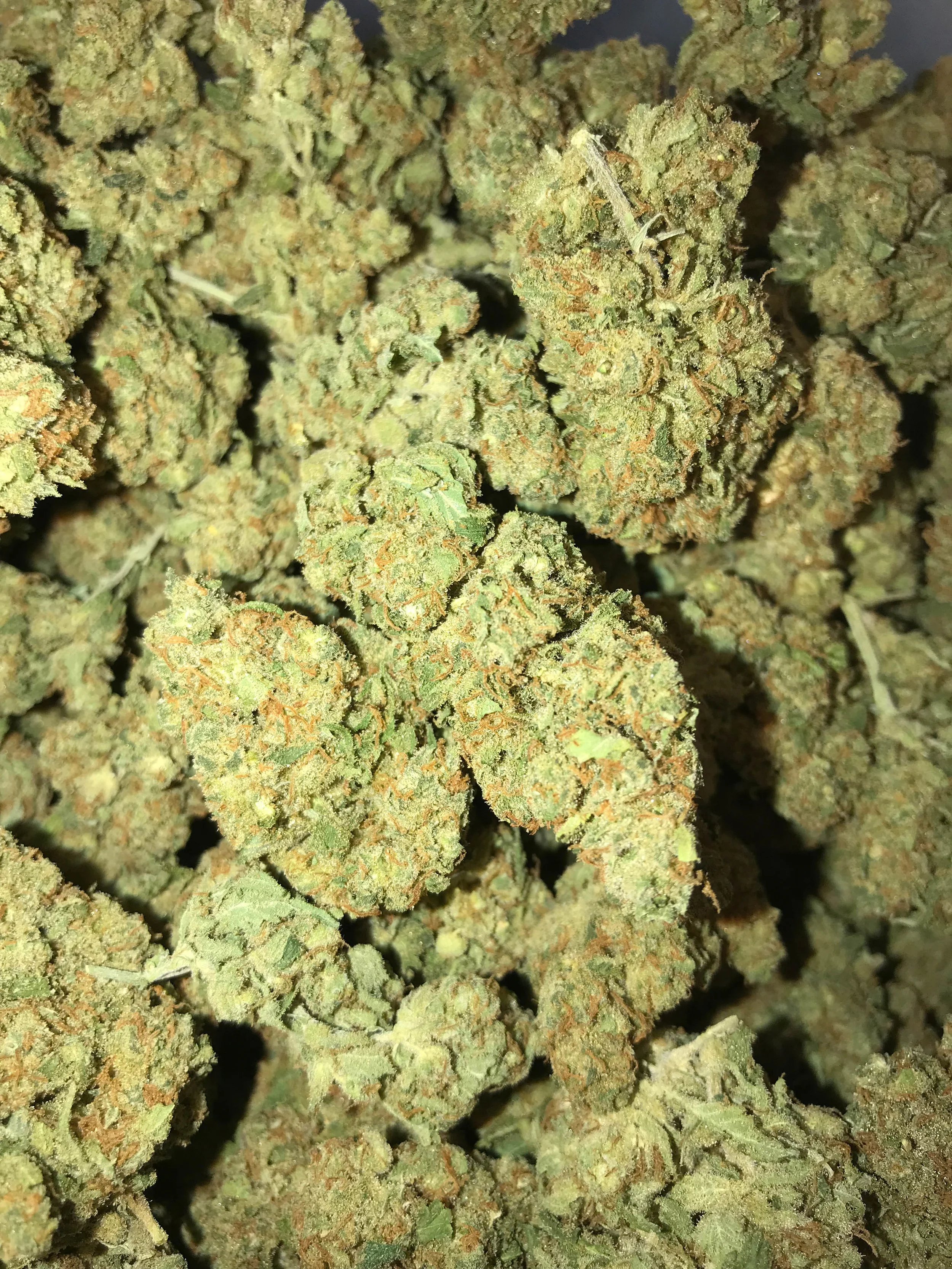 PR Platinum Jack Herrer