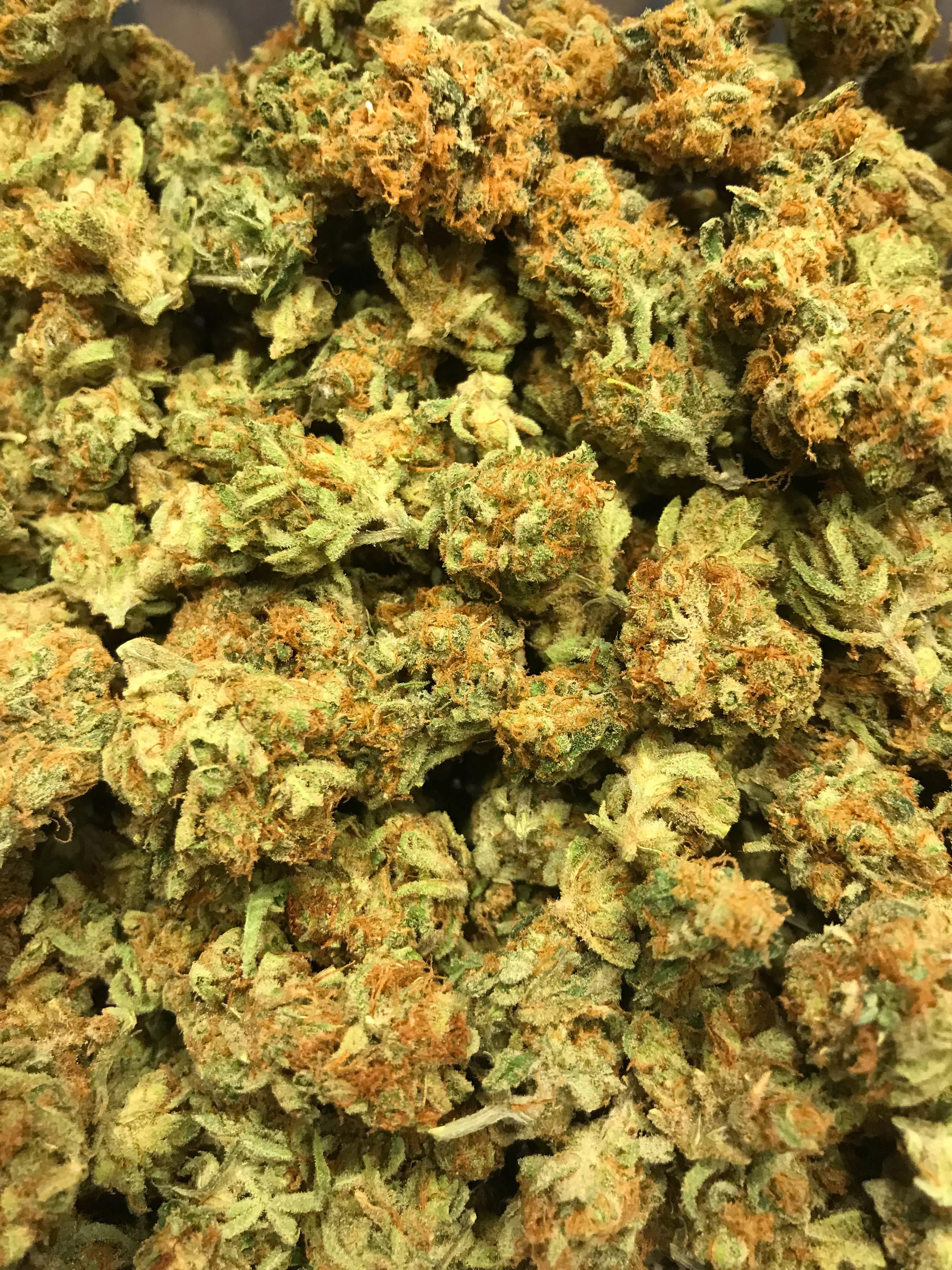 PR MIMOSA 5g/45 10g/90