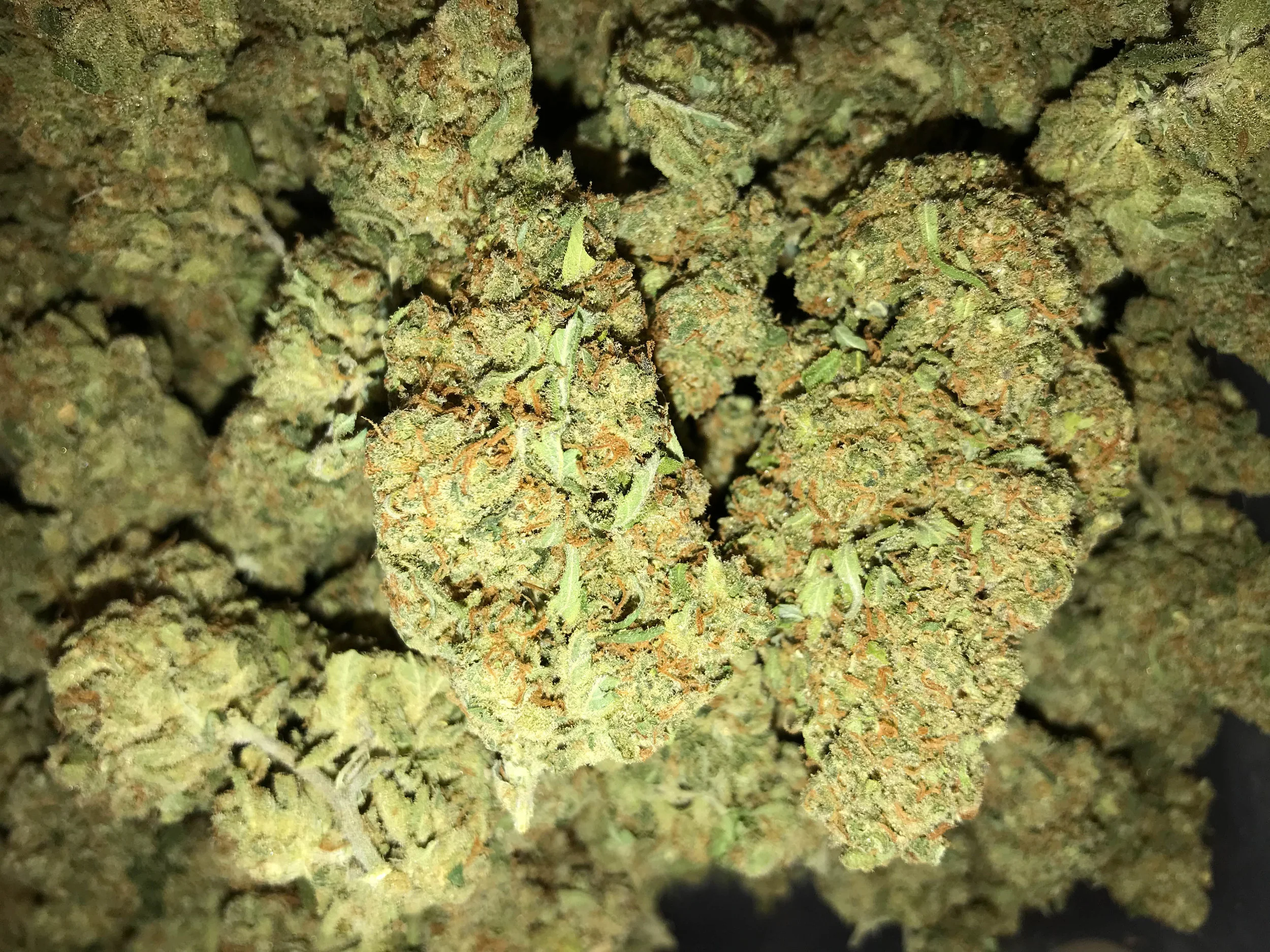 PR Maui Waui 5g/50 10g/100
