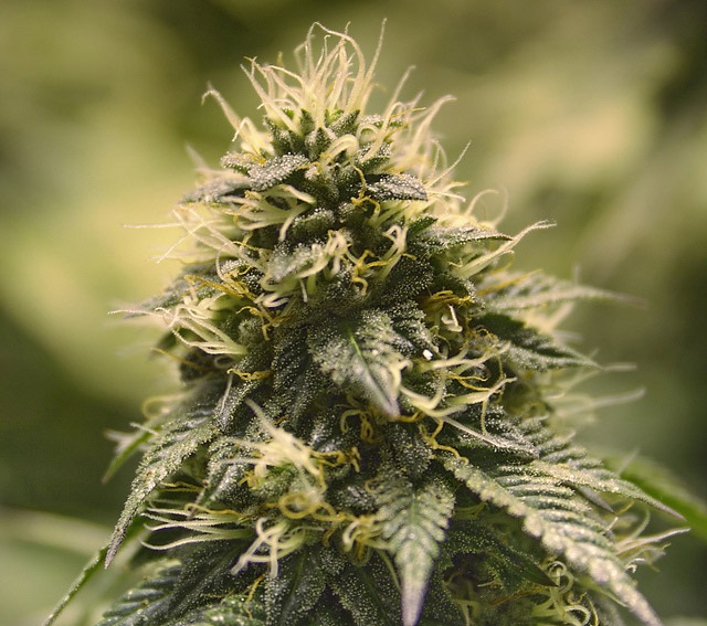 indicas.jpg