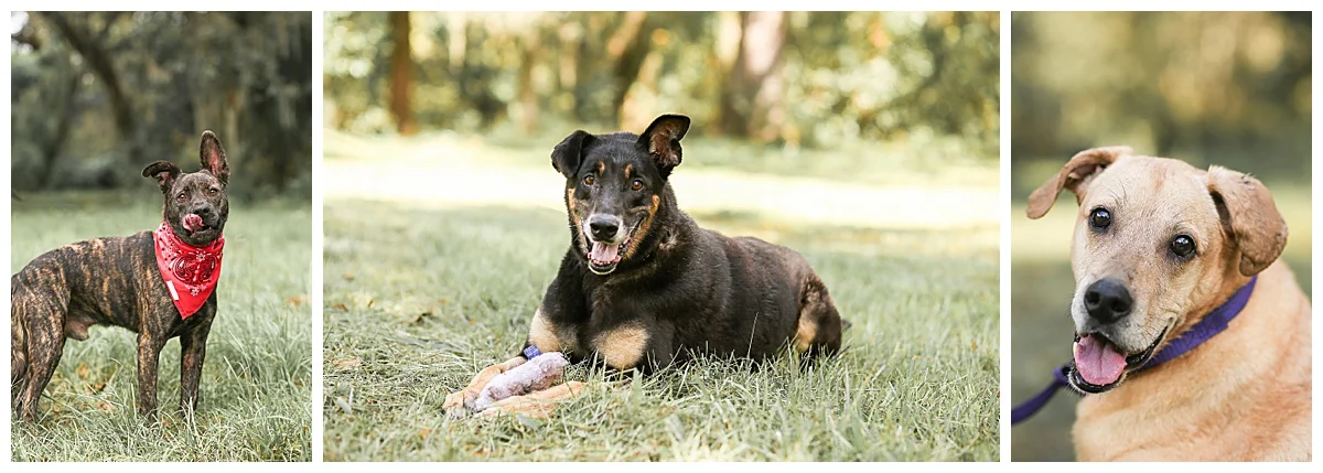 Cute, professional photos can help animals get adopted faster.