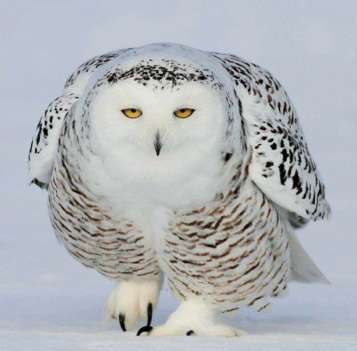 White Snowy Owl.jpg