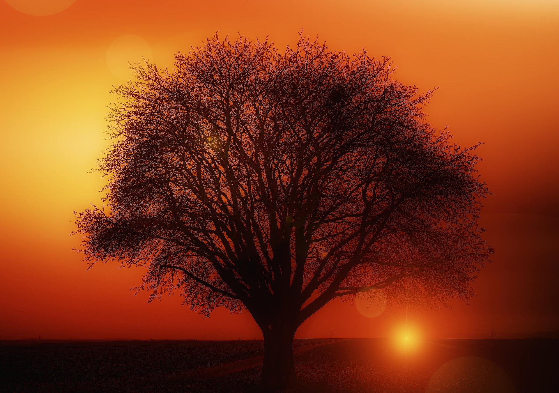tree-117582_1920.jpg