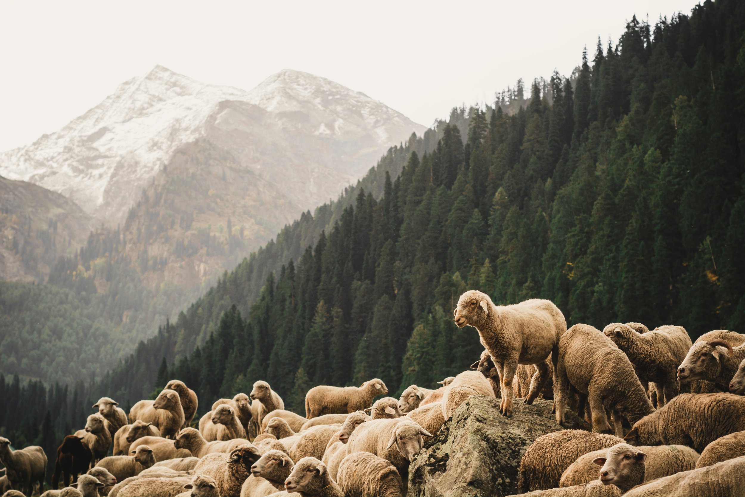 The Bible-Shaped Church: Shepherds