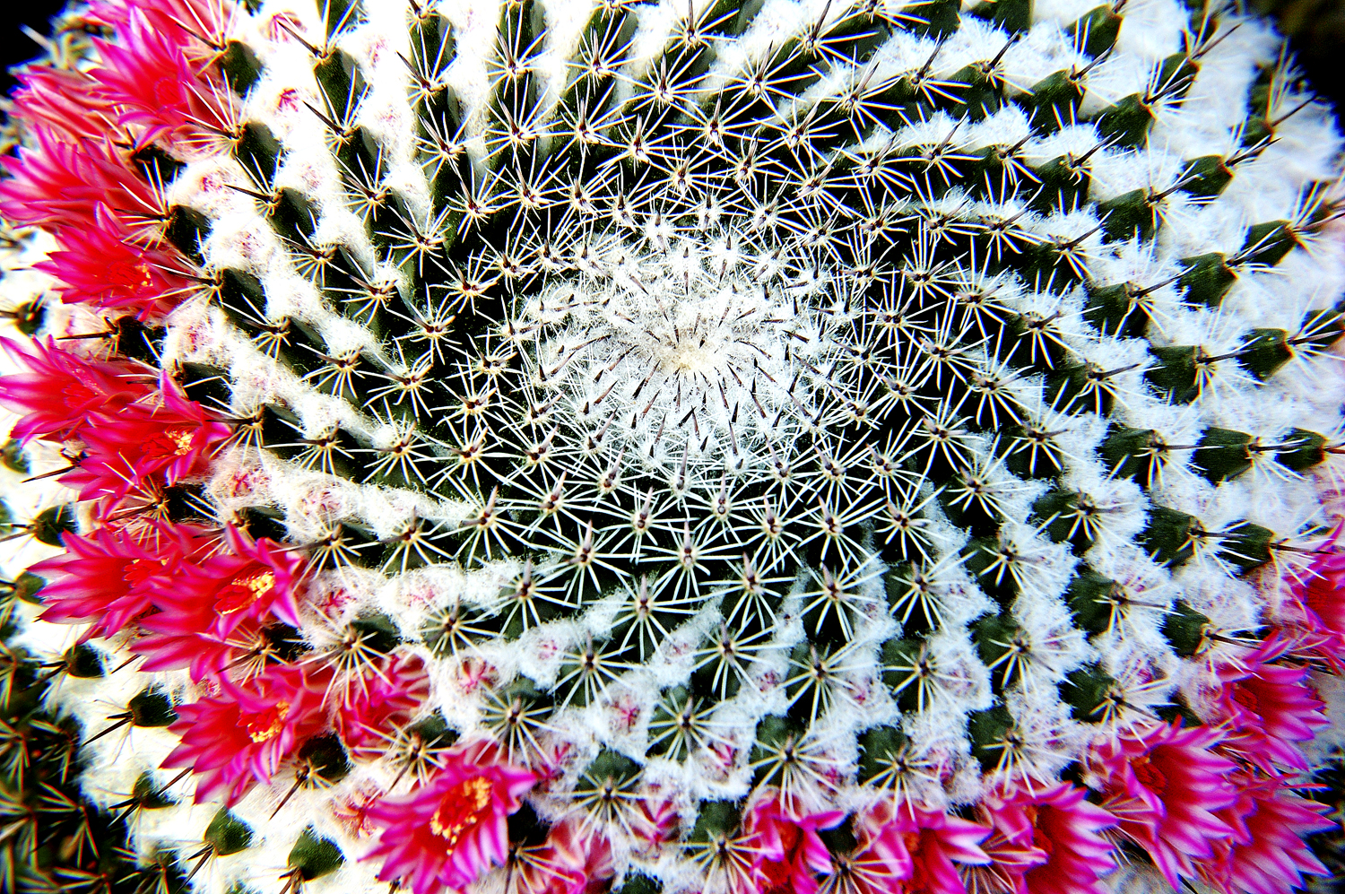 MARYCADE Cactus Swirl .jpg