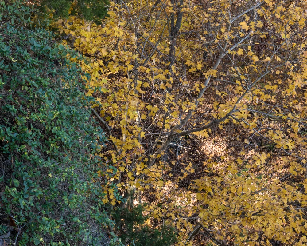 Canon M5