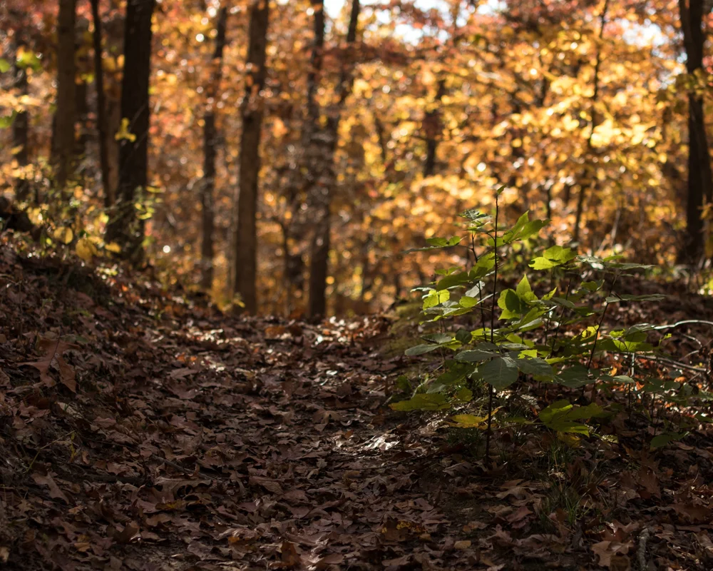 Canon M5