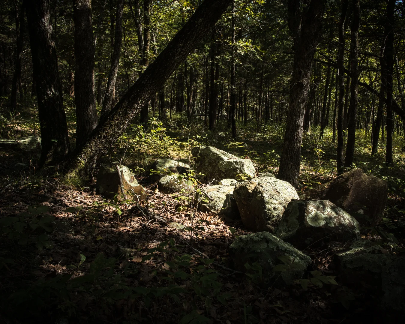 Canon M5