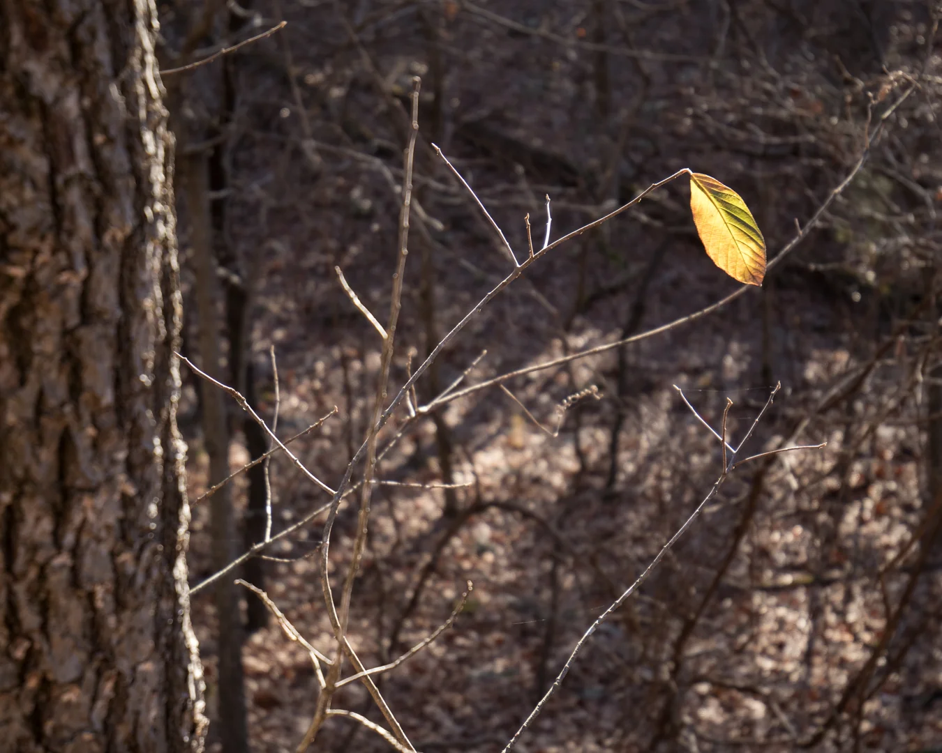 Canon M5