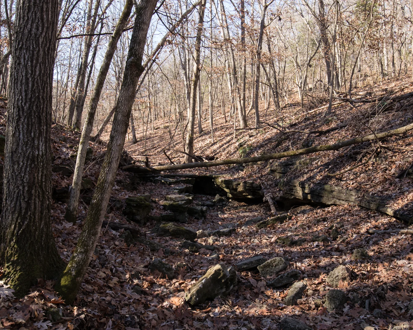 Canon M5