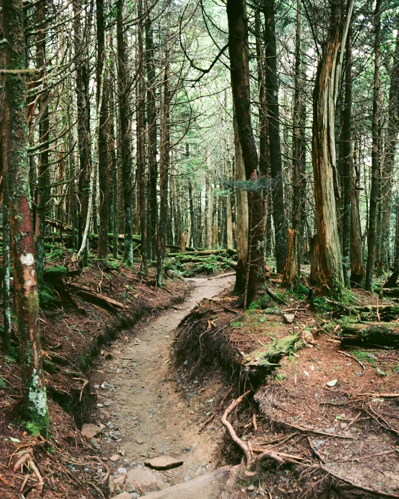 Kodak Ektar 100