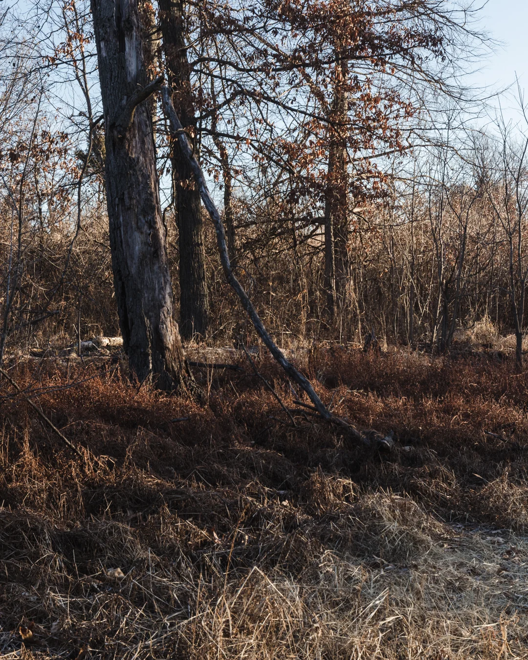 Canon M5