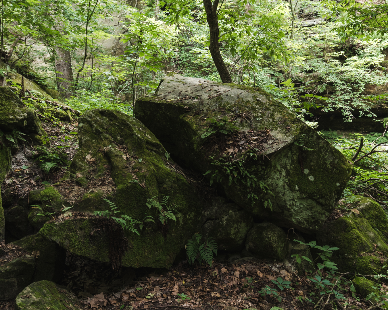2018-8-9 Pickle Spring Blog-16.jpg