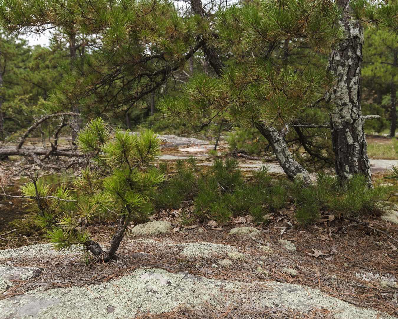 2018-8-9 Pickle Spring Blog-17.jpg