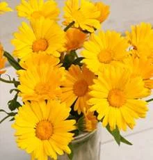 calendula-resina.jpg