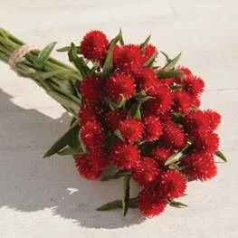 gomphrena-strawberry fields.jpg