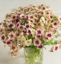 phlox-cherry caramel.jpg