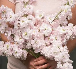 stock-katz cherry blossom.jpg