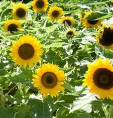 sunflower-big smile.jpg