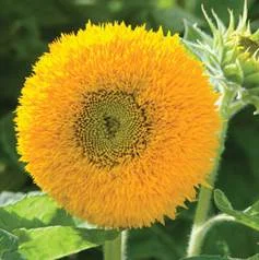 sunflower-teddy bear.jpg