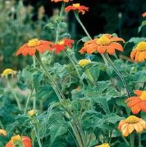 tithonia-torch.jpg