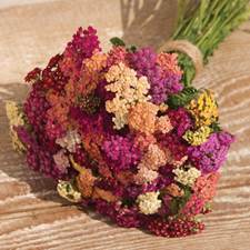 yarrow-colorado mix.jpg