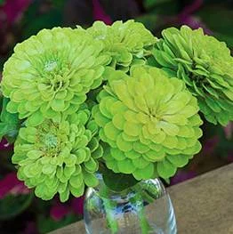 zinnia-envy.jpg