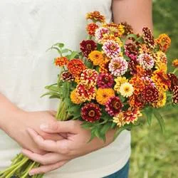 zinnia-jazzy mix.jpg