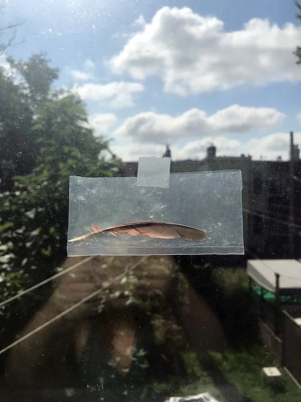 gravityforgiveness.feather.jpg