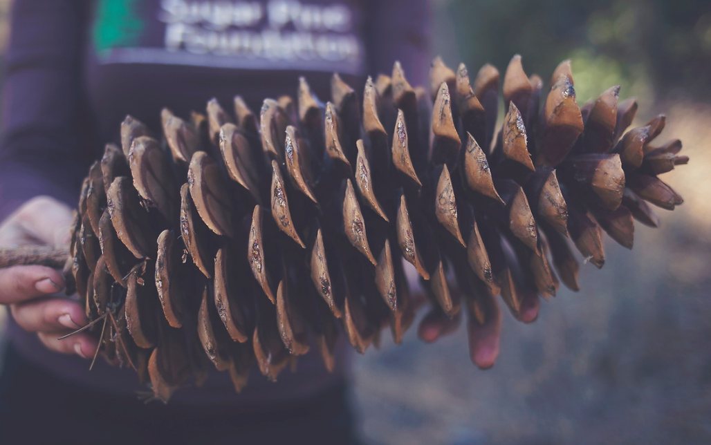 pinecone.PNG