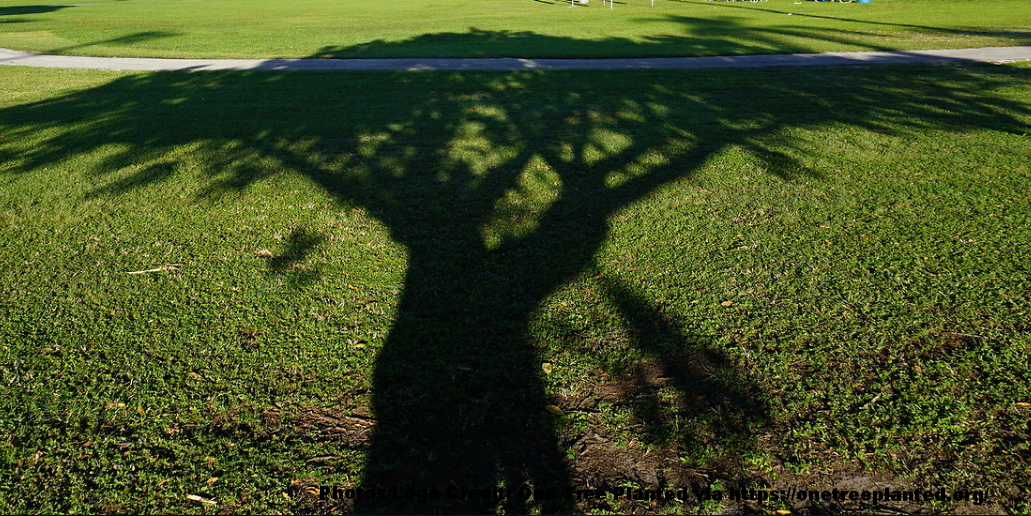 Photos/Logo Credit: One Tree Planted via https://onetreeplanted.org/