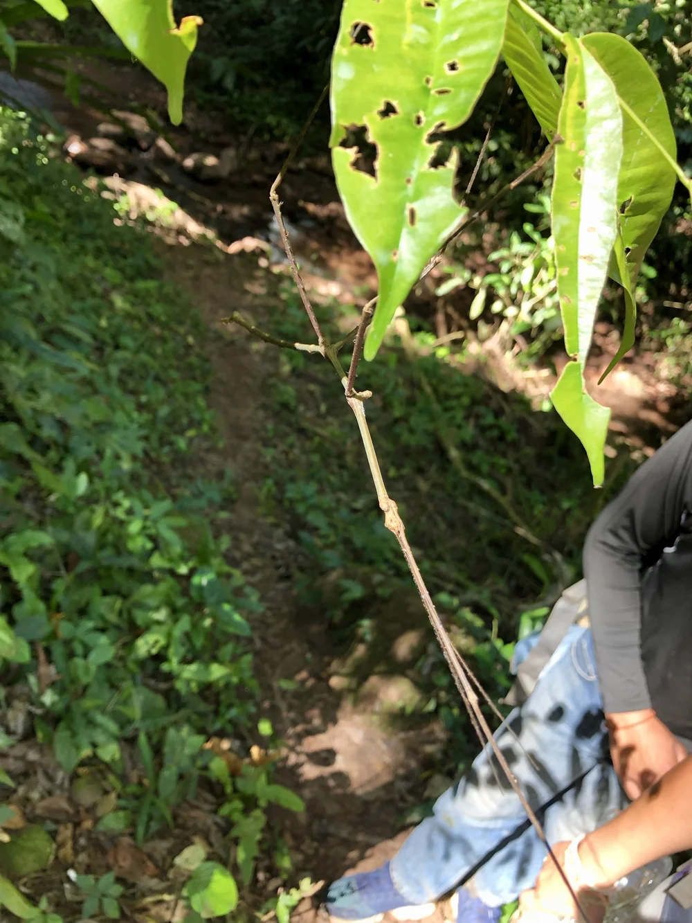 Phasme-bâton qui joue à cache-cache