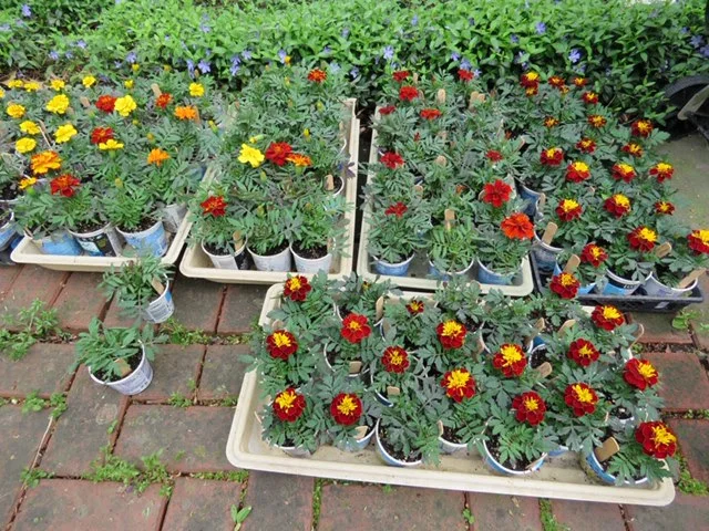 Plant Sale 2.jpg