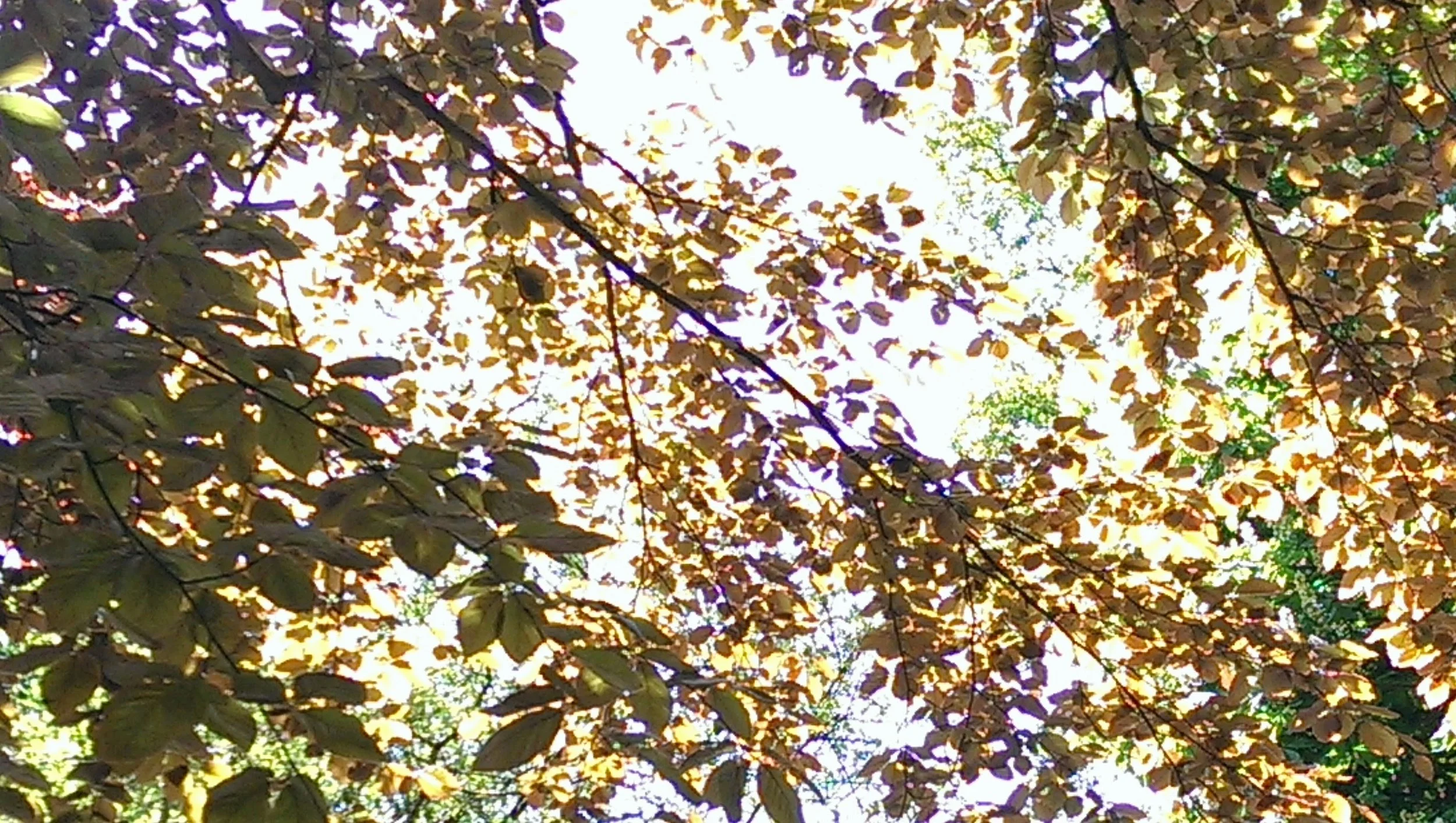 IMAG0033.jpg