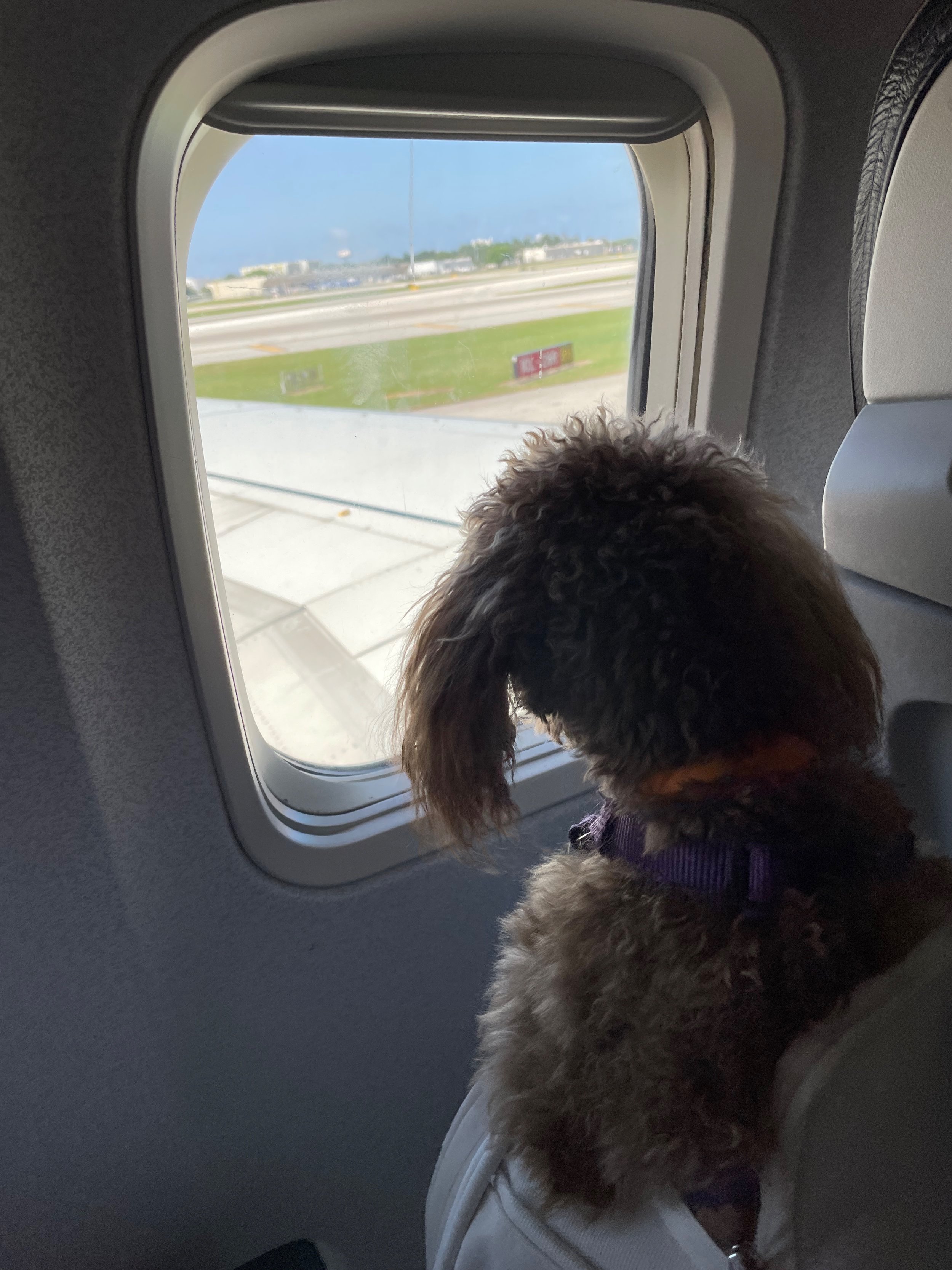 How To Get Your Dog To Travel On A Plane