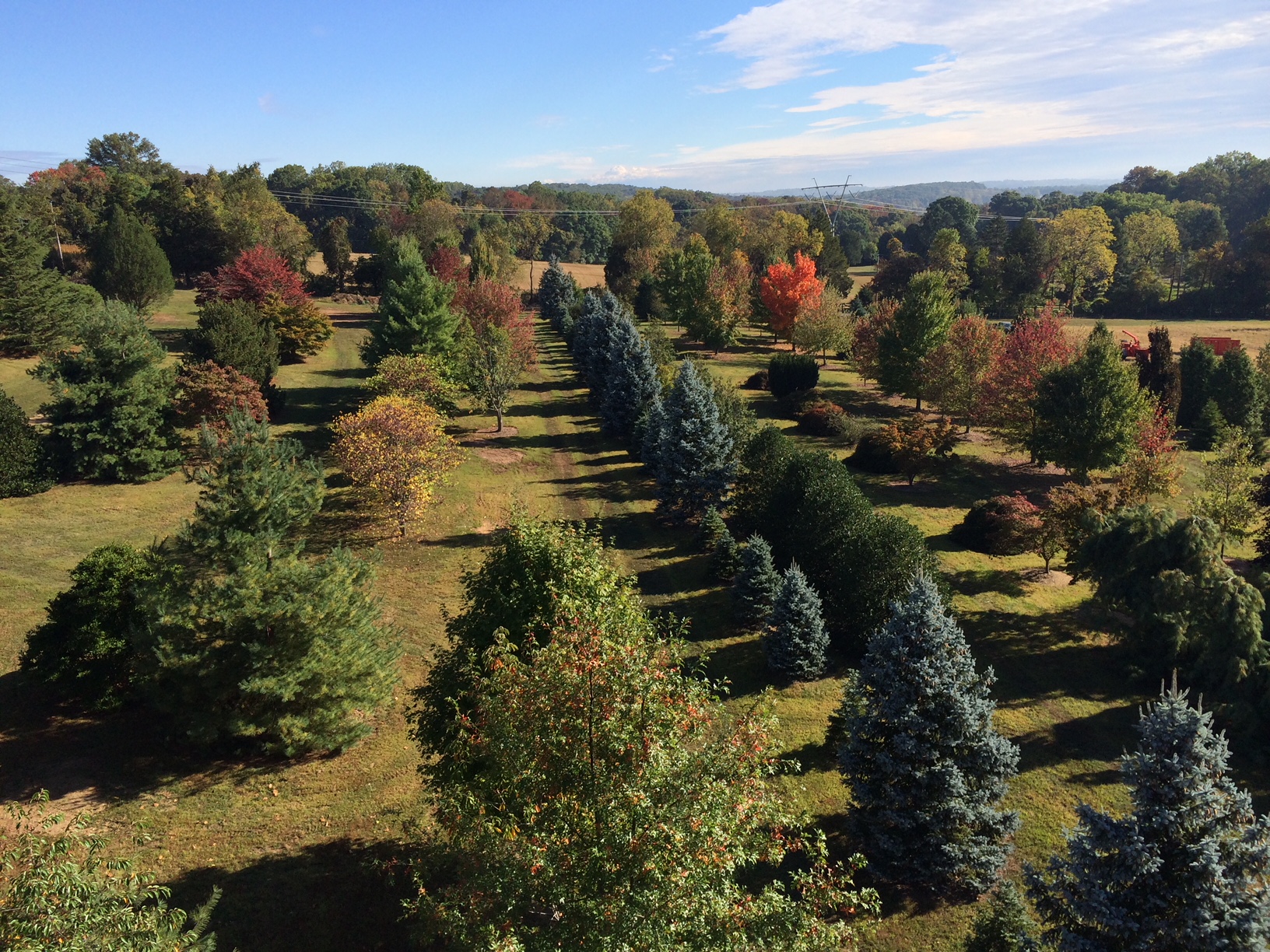 tree-nursery-fall-colors.JPG