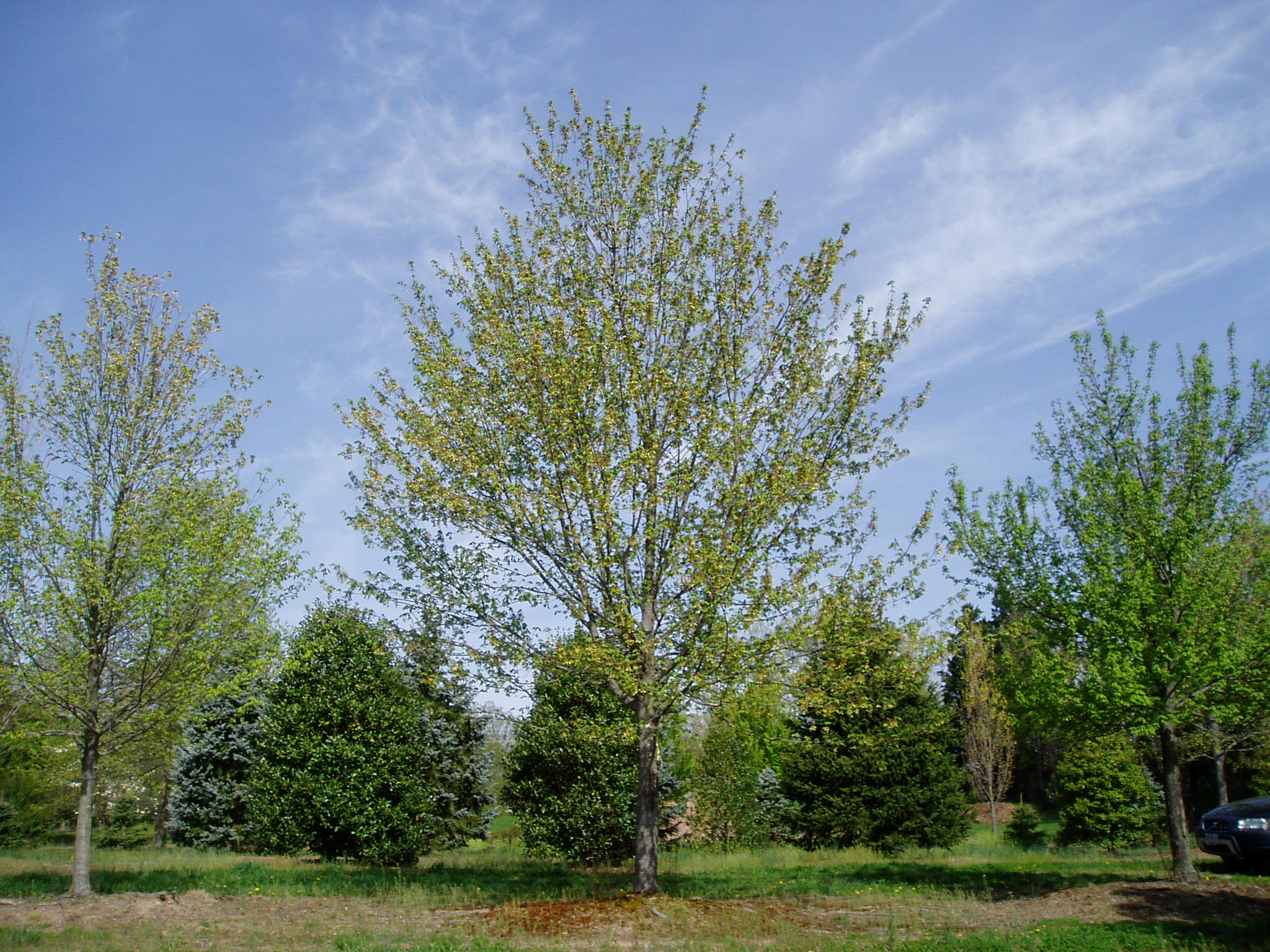 red maple nursery.JPG