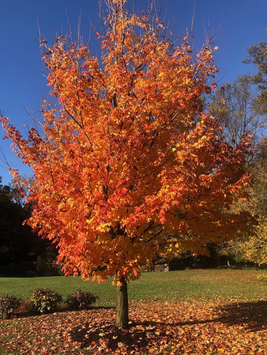 Seasonal Tree Tips: Late Summer / Early Fall