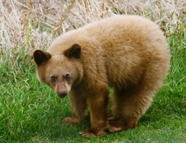 Bear Cub