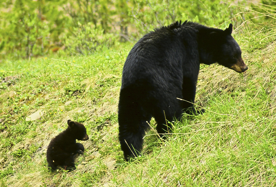 Bear & Her Cub