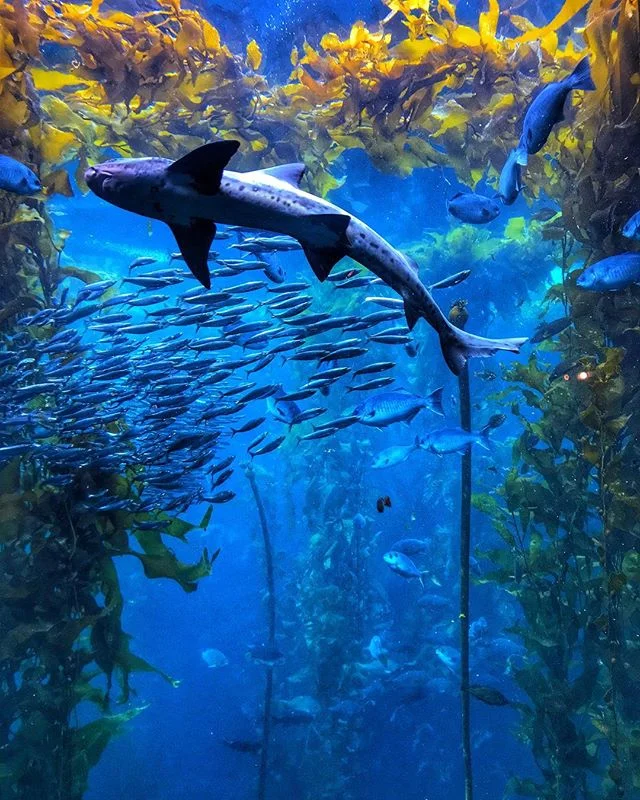 Live every week like it&rsquo;s shark week 🦈