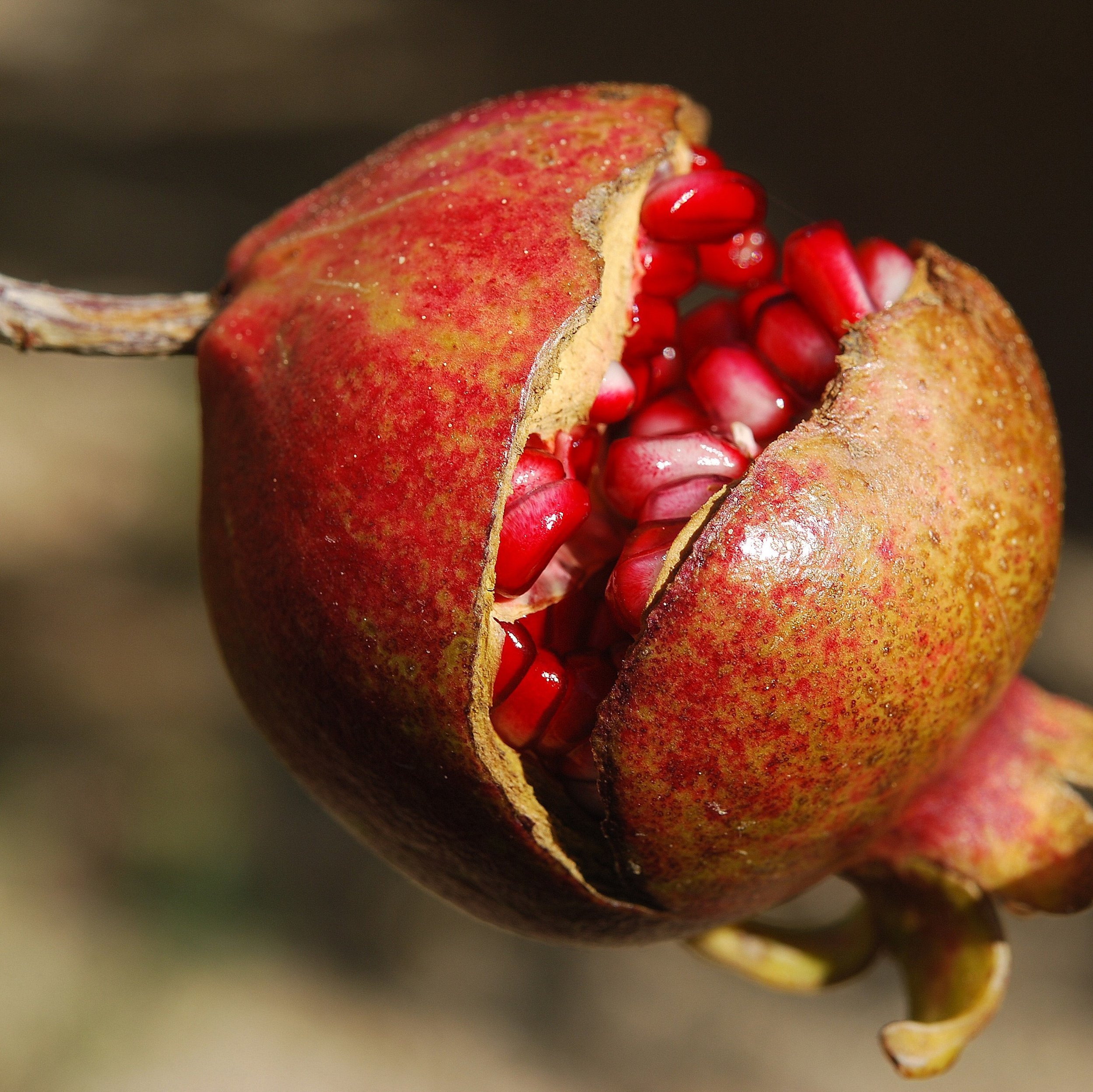 pomegranate-fruit-flower-exotic-65949.jpeg